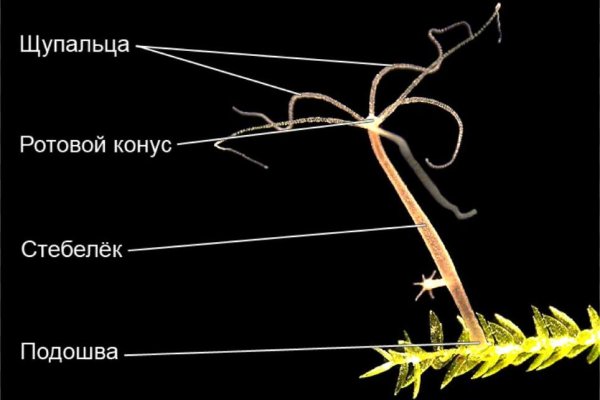 Что такое кракен шоп